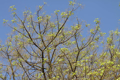 Commiphora caudata var. caudata